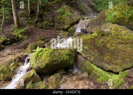 Feuersteinschlucht, Münchner Jakobsweg, Bayern, Deutschland im Sommer Stockfoto