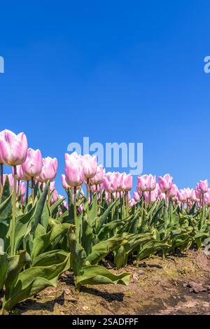 Sonniger Tag mit rosa Tulpenblumenfeld in den Niederlanden Stockfoto
