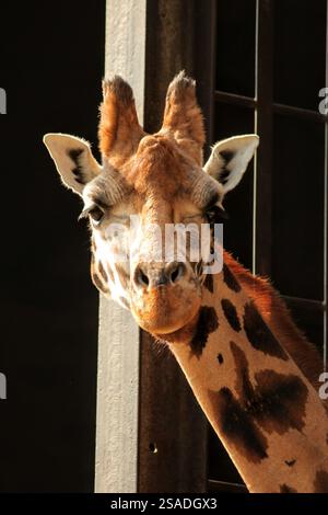 Glückliche Giraffe im Zoo Stockfoto