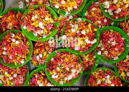 Thien Quang buddhistische Pagode. Blumenblätter für die Vesak-Feier. Tan Chau. Vietnam. Stockfoto