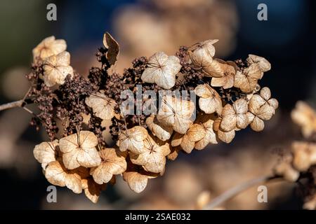 Nahaufnahme der Hortensie im Herbst - Brevard, North Carolina, USA Stockfoto