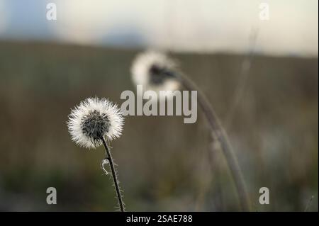 Zarter Löwenzahnsamenkopf in weichem Fokus, der vor einem unscharfen natürlichen Hintergrund steht. Stockfoto