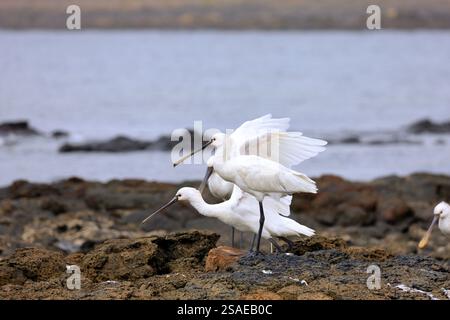 Eine Gruppe von ausgewachsenen Löffeln, Platalea leucorodia in El Cotillo, Fuerteventura, Kanarischen Inseln, aufgenommen im Dezember 2024. Stockfoto