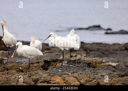 Eine Gruppe/Herde reifer erwachsener Löffelschnabel, Platalea leucorodia, in El Cotillo, Fuerteventura, Kanarische Inseln, aufgenommen im Dezember 2024. Stockfoto