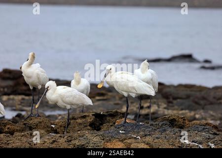 Eine Gruppe von ausgewachsenen Löffeln, Platalea leucorodia in El Cotillo, Fuerteventura, Kanarischen Inseln, aufgenommen im Dezember 2024. Stockfoto