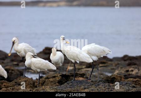 Eine Gruppe/Herde reifer erwachsener Löffelschnabel, Platalea leucorodia, in El Cotillo, Fuerteventura, Kanarische Inseln, aufgenommen im Dezember 2024. Stockfoto