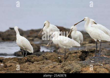 Eine Gruppe/Herde reifer erwachsener Löffelschnabel, Platalea leucorodia, in El Cotillo, Fuerteventura, Kanarische Inseln, aufgenommen im Dezember 2024. Stockfoto