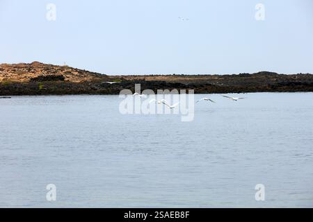 Ein Flug / Herde von Reifen erwachsenen Löffeln, Platalea leucorodia, in El Cotillo, Fuerteventura, Kanarischen Inseln, aufgenommen im Dezember 2024. Stockfoto