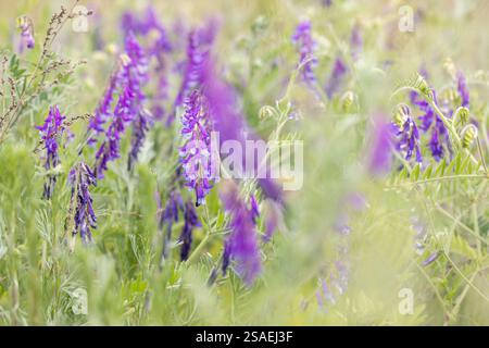 Aus nächster Nähe sehen Sie leuchtende violette getuftete Wickchenblüten, die auf einer üppigen Frühlingswiese gedeihen und eine malerische Naturszene schaffen Stockfoto