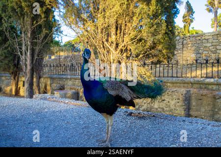Schöner Pfau steht auf der Straße. Stockfoto
