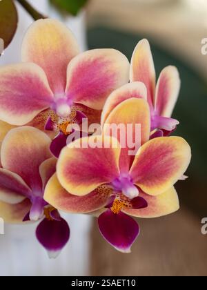 Blumen, Motten-Orchideen, gelbe orange violette Blüten, lebendig und blühend im Sommer Stockfoto