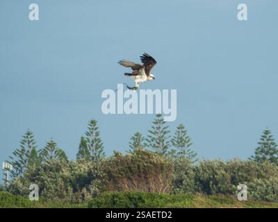 Eastern Fischadler bir, Pandon cristatus, fliegt mit einem Fisch in den Krallen, den er gerade gefangen hat, Forster NSW Australia Stockfoto
