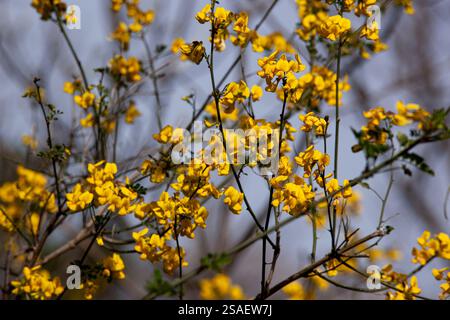 Frühlingsbild blühender Zweige mit hellgelben Blüten vor blauem Himmel. Die Blumen bilden einen auffälligen Kontrast zum Himmel. Stockfoto