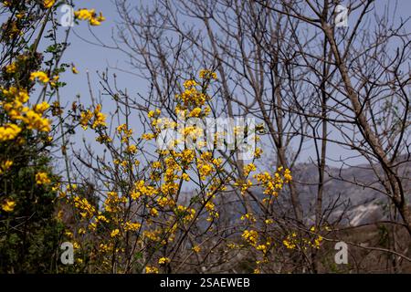 Frühlingsbild blühender Zweige mit hellgelben Blüten vor blauem Himmel. Die Blumen bilden einen auffälligen Kontrast zum Himmel. Stockfoto