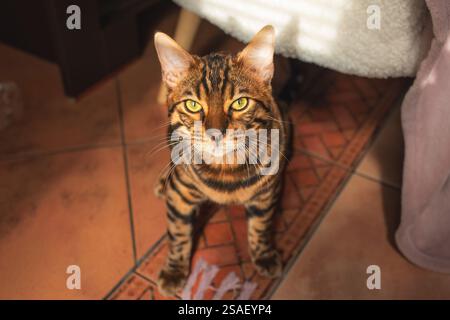 Schönes bengalen, das auf dem Wohnzimmerboden sitzt. Stockfoto