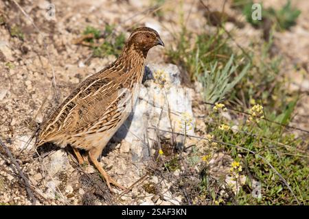 Wachteln, Europäische Wachteln (Coturnix coturnix), männlich auf einem Felsen stehend, Seitenansicht, Italien, Abruzzen Stockfoto