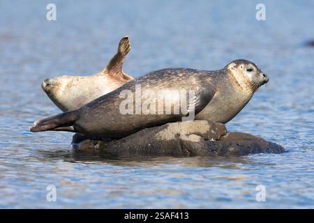 Seehunde (Phoca vitulina), zwei Seehunde auf einem Felsbrocken im Wasser, Seitenansicht, Island, Südregion Stockfoto
