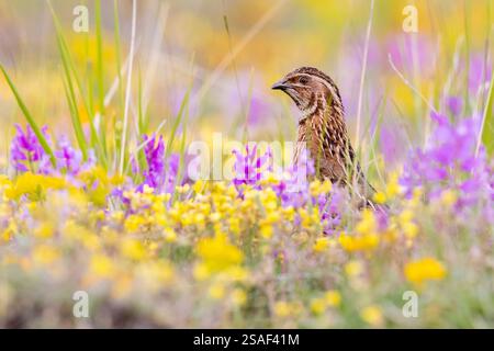 Wachteln, Europäische Wachteln (Coturnix coturnix), männlich auf einer Blumenwiese stehend, Porträt, Italien, Kampanien Stockfoto