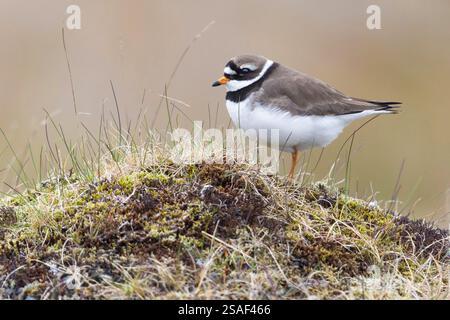 Ringpfeifer (Charadrius hiaticula psammodromus. Charadrius psammodromus), auf einem Hügel, Seitenansicht, Island, Südregion Stockfoto