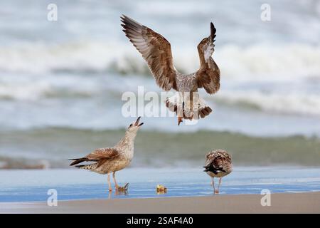 Gelbbeinmöwe (Larus michahellis, Larus cachinnans michahellis), drei Jungvögel am Strand, Italien, Kampanien Stockfoto