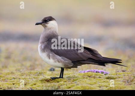 Parasitic Jaeger, Arctic Skua, Parasitic Skua (Stercorarius parasiticus), Seitenansicht eines am Boden stehenden leichten Morphens, Island, Southern R Stockfoto