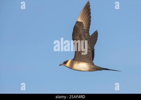 Parasitäre Jaeger, arktische Skua, parasitäre Skua (Stercorarius parasiticus), helle Farbveränderung im Flug am blauen Himmel, Seitenansicht, Island, Southern R Stockfoto