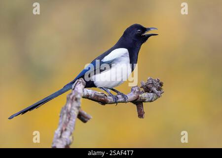 Schwarzschnabelelelster (Pica pica), Seitenansicht eines Erwachsenen, der auf einem Zweig sitzt, ruft, Italien, Kampanien Stockfoto