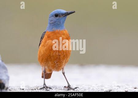 Berggesteinsdrossel, Stacheldrossel, Stacheldrossel, Stacheldrossel (Monticola saxatilis), männliche Futtersuche am Boden, Italien, Abruzzen Stockfoto