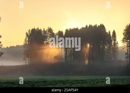 Sonnenaufgang hinter einem kleinen Fichtenhain im Morgennebel, Deutschland, Bayern, Schlosssee Stockfoto