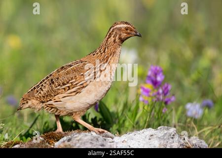 Wachteln, Europäische Wachteln (Coturnix coturnix), männlich auf einem Felsen stehend, Seitenansicht, Italien, Abruzzen Stockfoto