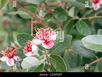 Aus nächster Nähe sehen Sie eine Feijoa-Blume oder Acca sellowiana, die auf einem Baum im Freien wächst und ihre einzigartigen Blütenblätter und lebendigen Staubblätter zeigt Stockfoto