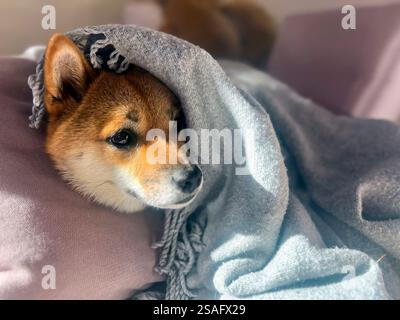 Nachdenklicher Shiba Inu mit einem traurigen Ausdruck, Kopf unter einer Decke. Die Stimmung ist nachdenklich und besinnlich. Hochwertige Nahaufnahmen. Kopierbereich verfügbar. Stockfoto