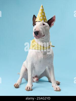 Ein Bullterrier sitzt drinnen und trägt einen gelben Schal um den Hals. Der Hund wirkt ruhig und glücklich, vor einem sanften blauen Hintergrund. Stockfoto