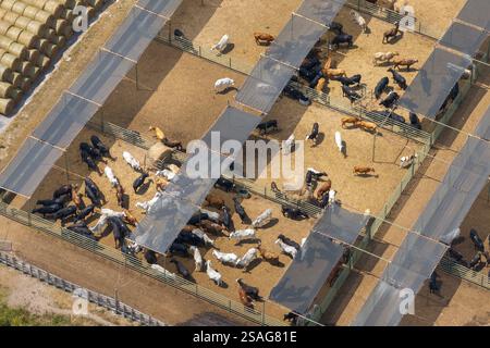 Großer Lagerplatz mit Fleischkühen. Fütterung von Rindern auf Futterplätzen im ländlichen Raum Stockfoto