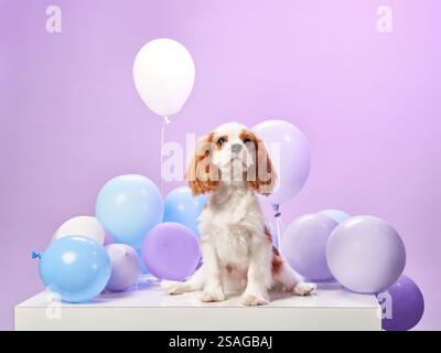 Ein Kavalierkönig Charles Spaniel sitzt umgeben von Ballons vor einem Lavendelhintergrund. Die verspielten Requisiten und sanften Töne unterstreichen die Freude des Hundes Stockfoto