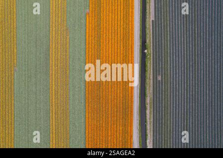 Aus der Vogelperspektive sehen Sie Reihen von bunten Tulpen, Narzissen und Hyazinthen-Feldern sowie den Kanal während der Frühlingszeit in den Niederlanden. Stockfoto