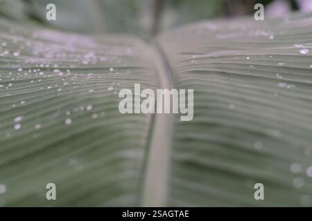 Ein Bananenblatt mit zarten Tautropfen, das seine leuchtende grüne Farbe und seine einzigartige Textur unterstreicht. Stockfoto