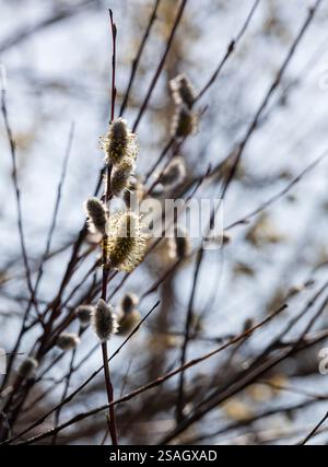 Nahaufnahme von Weidenzweigen mit flauschigen Ohrringen gegen den blauen Himmel. Das Foto vermittelt die Atmosphäre des Frühlings und des Erwachens der Natur. Stockfoto