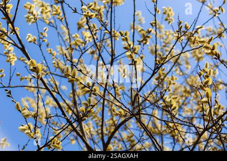 Weidenzweige mit flauschigen Ohrringen gegen den blauen Himmel. Das Foto vermittelt die Atmosphäre des Frühlings und des Erwachens der Natur. Stockfoto
