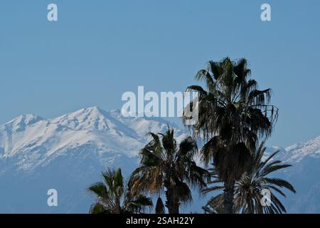 Palmen und schneebedeckte Berge im Hintergrund. Stockfoto