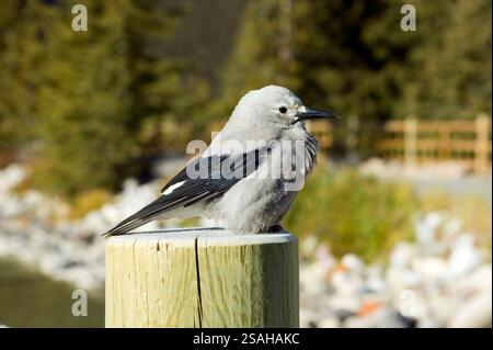 Blick auf einen Clark-Nussknacker auf einem Zaunpfosten, manchmal auch als Clark-Krähe oder Spechtkrähe bezeichnet, ist ein Passerinvogel aus der Familie Corvidae, nati Stockfoto