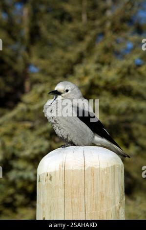 Blick auf einen Clark-Nussknacker auf einem Zaunpfosten, manchmal auch als Clark-Krähe oder Spechtkrähe bezeichnet, ist ein Passerinvogel aus der Familie Corvidae, nati Stockfoto