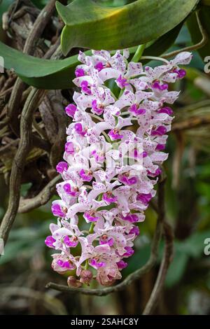 Vertikale Nahaufnahme von Rhynchostis gigantea epiphytischen Orchideenarten mit weißen und violetten rosa Blüten im tropischen Garten Stockfoto