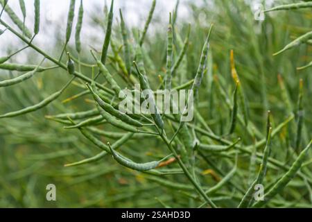 Schlanke Äste weisen eine Fülle von grünen Schoten auf, was auf ein blühendes Pflanzenleben in einem üppigen, grünen Garten an einem sonnigen Tag mit klarem Himmel hinweist. Stockfoto