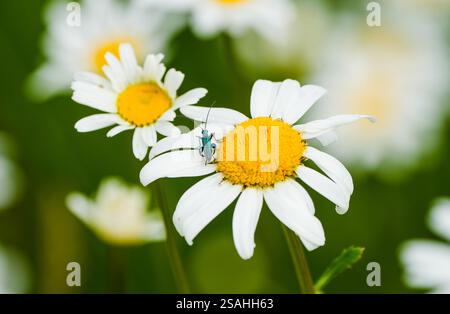 Grüner Langhornkäfer auf einer Blume. Insekt in Nahaufnahme in der Natur. Oedemera nobilis. Falscher Ölkäfer, dickbeiniger Blumenkäfer. Stockfoto