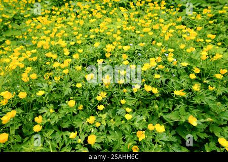 Blühende Butterblume. Pflanzen Sie die Nahaufnahme im Gartenbeet. Ranunkeln. Stockfoto