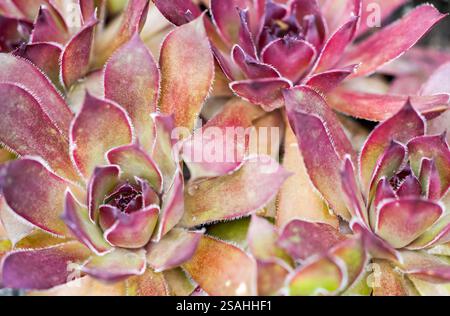 Nahaufnahme der Hausleek. Sempervivum. Detail der Anlage. Stockfoto
