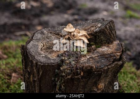 Kleiner Pilz, der auf einem moosigen Baumstumpf wächst, Stockfoto