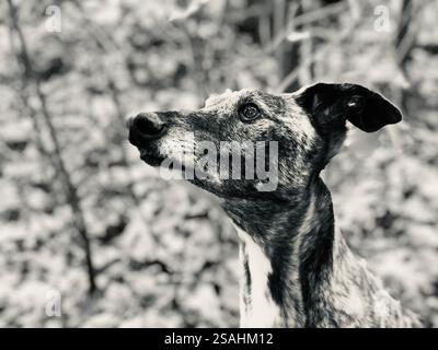 Männlicher windhund aus nächster Nähe Stockfoto