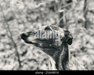 Männlicher windhund aus nächster Nähe Stockfoto